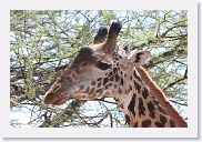 14SerengetiDayGameDrive - 051 * Masai Giraffe.